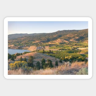 Summer Vineyards in the Okanagan Valley Sticker